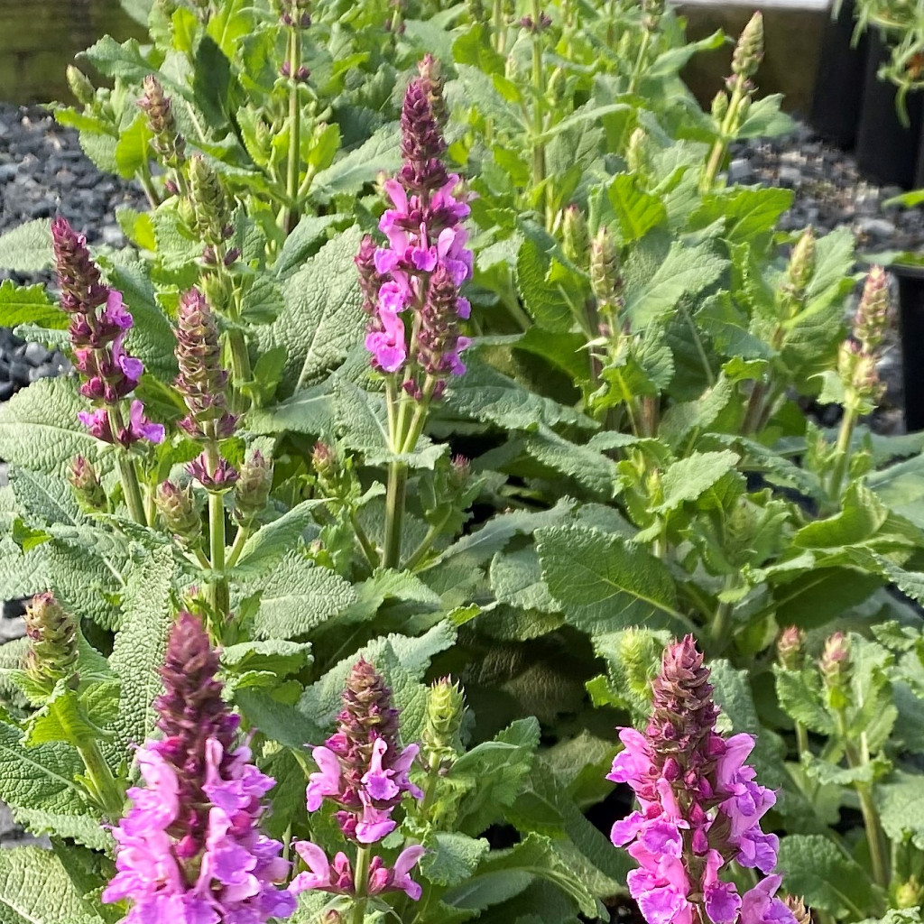 Salvia ‘rose Marvel’ (meadow Sage) - Cavano's Perennials