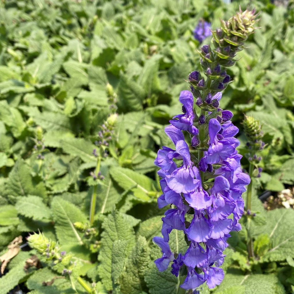 Salvia ‘sky Blue Marvel’ (meadow Sage) - Cavano's Perennials