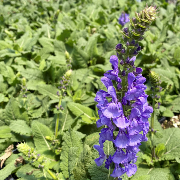 Salvia ‘Sky Blue Marvel’ has blue flowers.