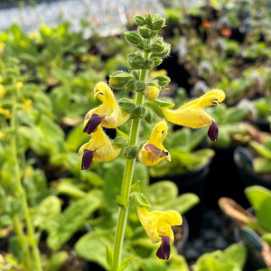 Salvia bulleyana has yellow flowers