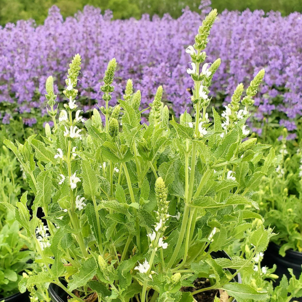 Salvia ‘Snow Hill’ has white flowers.