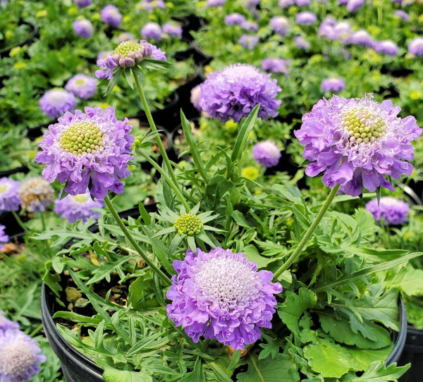 Scabiosa ‘Blue Note’ or Pincushion Flower has blue flowers.