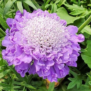 Scabiosa ‘Blue Note’ or Pincushion Flower has blue flowers.