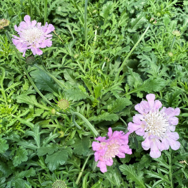 Scabiosa ‘Pink Mist’ or Pincusion Flower has pink flowers.