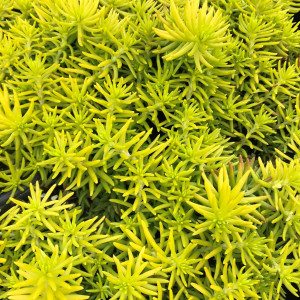 Sedum ‘Angelina’ has yellow foliage.