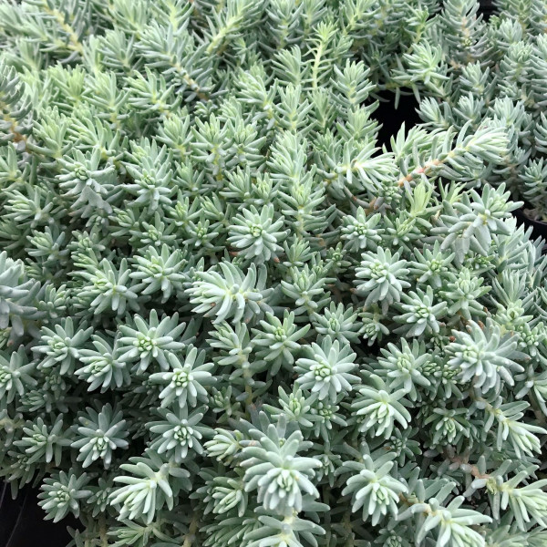 Sedum ‘Blue Spruce’ has blue foliage.