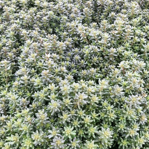Sedum ‘Coral Carpet’ has silvery foliage.