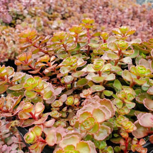 Sedum ‘Dragon’s Blood’ has red-green foliage.