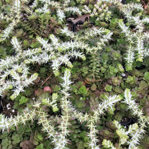 Sedum ‘Larinem Park’ has white flowers.