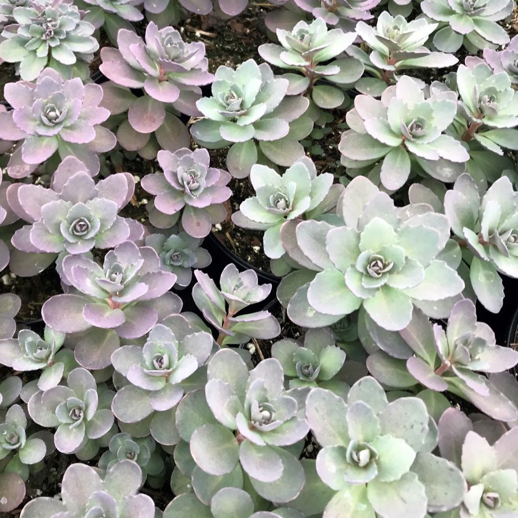 Sedum ‘Plum Dazzled’ (Stonecrop) - Cavano's Perennials