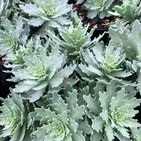 Sedum ‘Thundercloud’ has blue-green foliage.