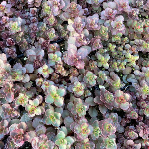 Sedum ‘Voodoo’ has red-blue foliage.