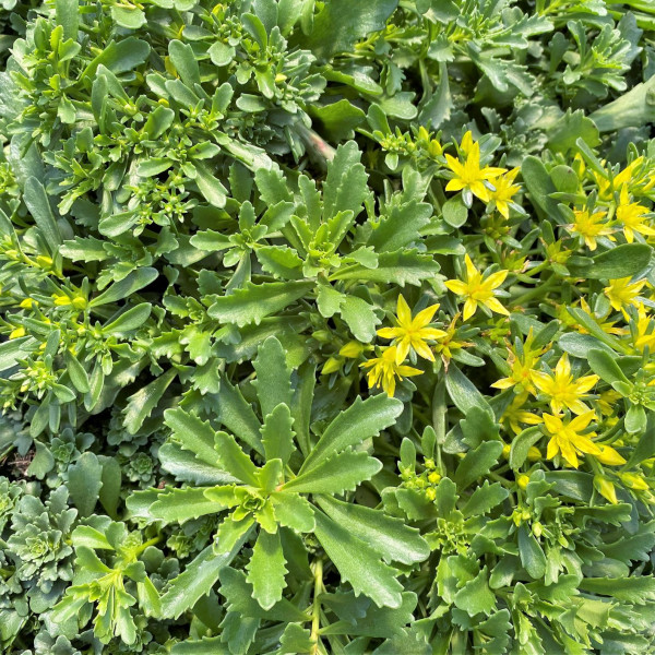Sedum ‘Weihenstephaner Gold’ has yellow flowers.