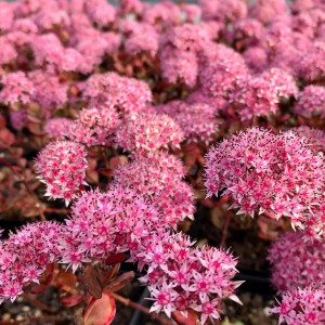 Sedum sieboldii has pink flower.