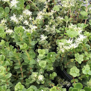 Sedum ternatum has white flowers.