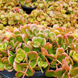 Sedum ‘Coral Reef’ has red-green foliage.