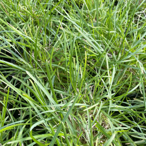 Sesleria Greenlee has green foliage