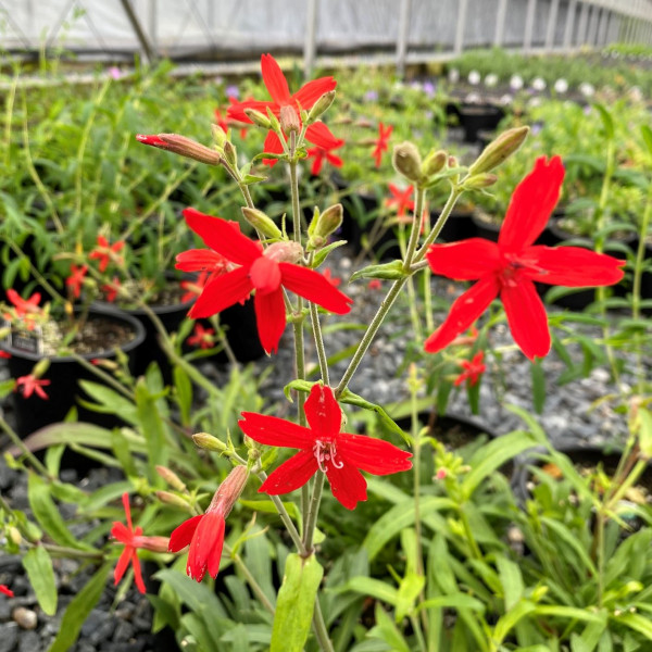 Silene virginica has red flowers