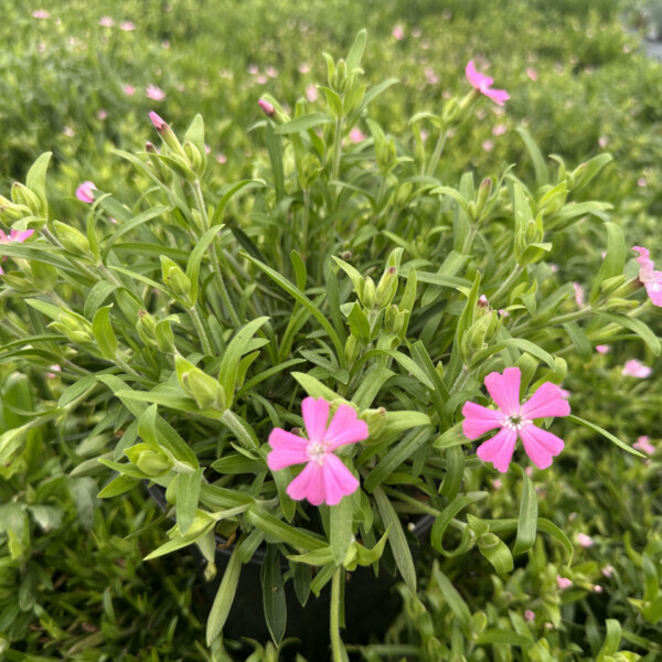 Silene caroliniana (Wild Pink) - Image 2