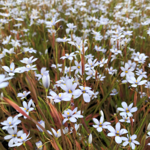 Sisyrinchium ‘Suwanee’ or Blue Eyed Grass has blue flowers.