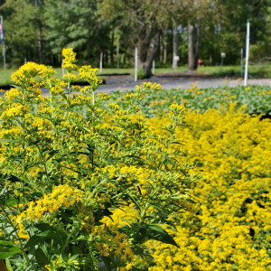 Solidago Fireworks has yellow flowers