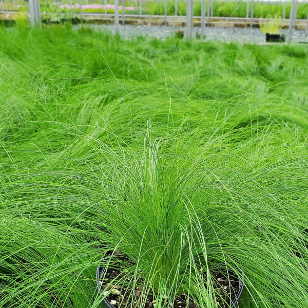 Stipa Pony Tails has green leaves