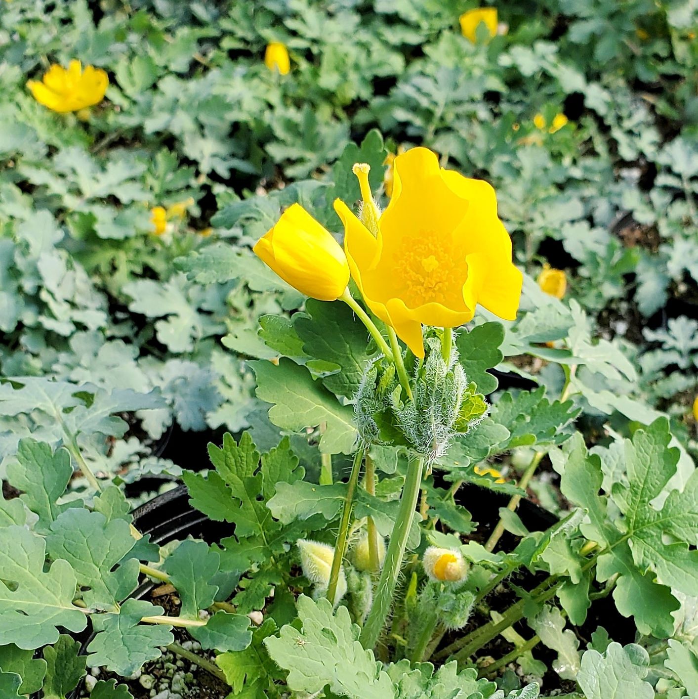 Stylophorum diphyllum (Celandine Poppy) - Image 2