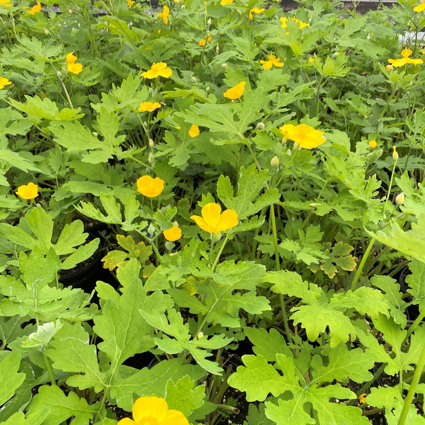 Stylophorum diphyllum or Celandine Poppy has yellow flowers.