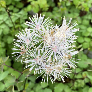 Thalictrum aquilegifolium NIMBUS™ White (Meadow Rue) PPAF