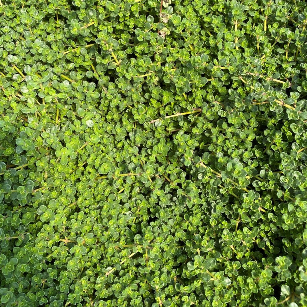 Thymus s. ‘Pink Chintz’ (Creeping Thyme) - Cavano's Perennials