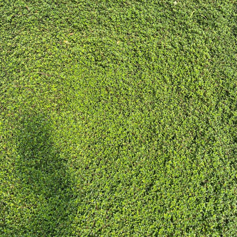 Thymus p. ‘Coccineus’ (Creeping Thyme) - Cavano's Perennials