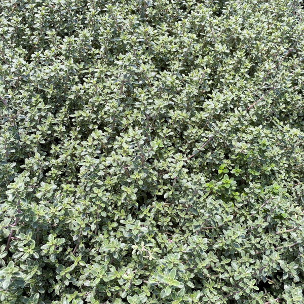 Thymus 'Silver Edge' or Thyme has green foliage with a white edge.