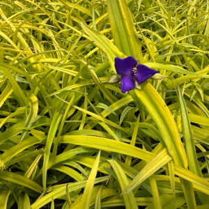Tradescantia x andersoniana ‘Sweet Kate’ (Spiderwort)