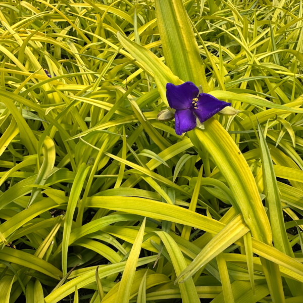 Tradescantia x andersoniana ‘Sweet Kate’ (Spiderwort)