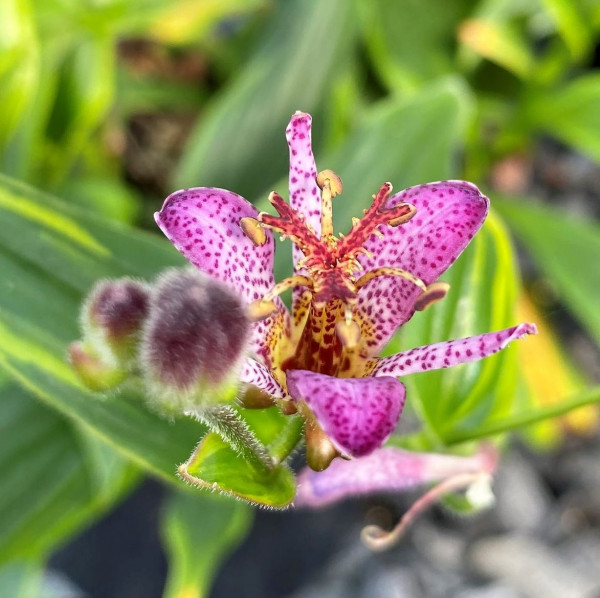 Tricyrtis Gilt Edge has pink and purple flowers