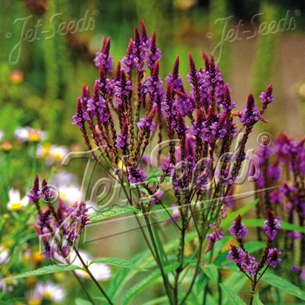 Verbena hastata ‘Blue Spires’ (Vervain)