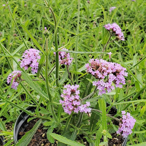Verbena 'Lollipop' has lavender flowers.