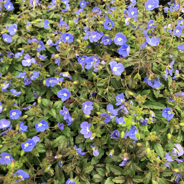 Veronica 'Georgia Blue' or Speedwell has blue flowers.