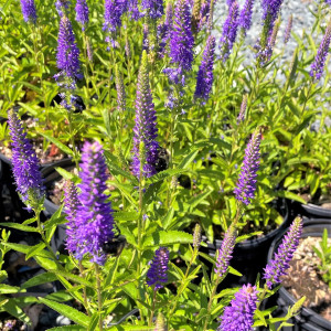 Veronica Royal Rembrandt has purple flowers