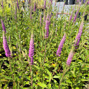 Veronica Very Van Gogh has pink flowers