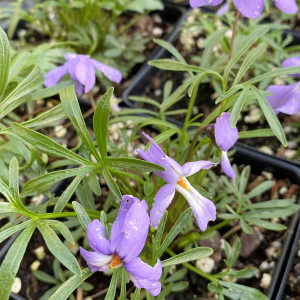 Viola pedata has purple flowers