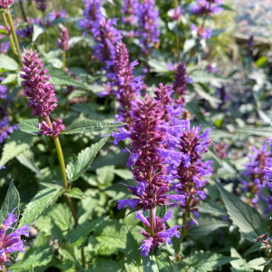 Agastache Purple Haze has purple flower