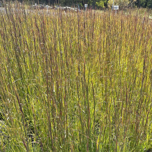 Andropogon virginicus (Broomsedge)