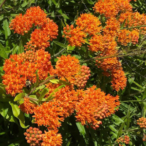 Asclepias tuberosa or Butterfly Weed has orange flowers.
