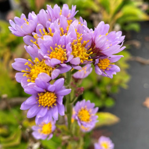 Aster Jindai has purple flowers