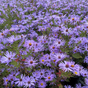 Aster oblongifolius 'Raydon's Favorite' (Aromatic Aster)