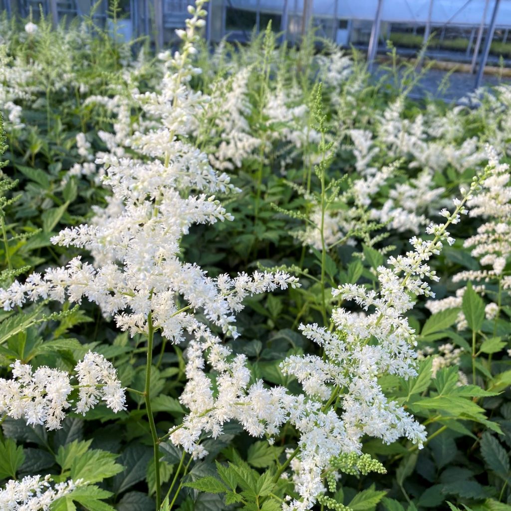 Astilbe x Bridal Veil Cavano's Perennials