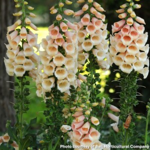 Digitalis purpurea 'Dalmatian Peach' (Foxglove)
