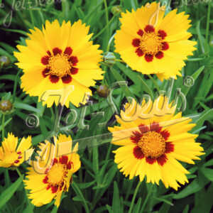 Coreopsis grandiflora 'Heliot' (Tickseed)