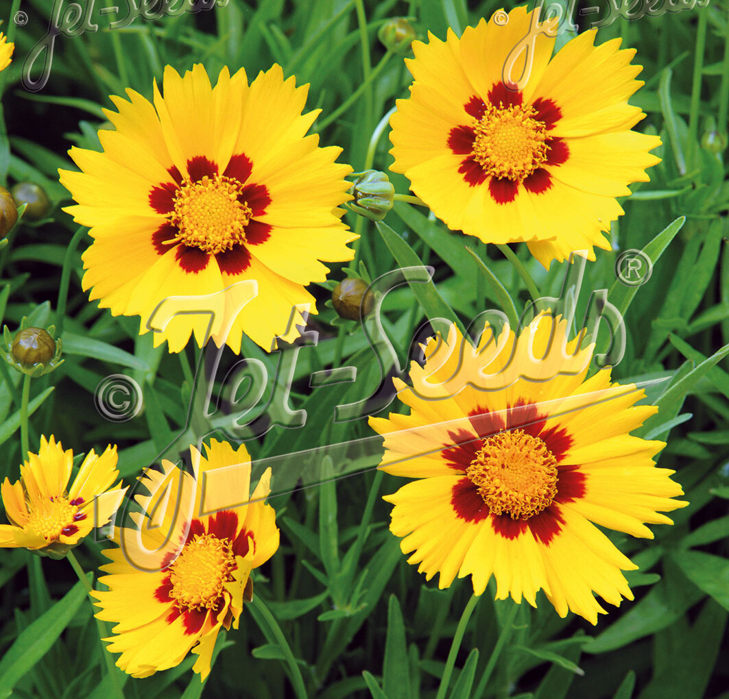 Coreopsis grandiflora 'Heliot' (Tickseed)